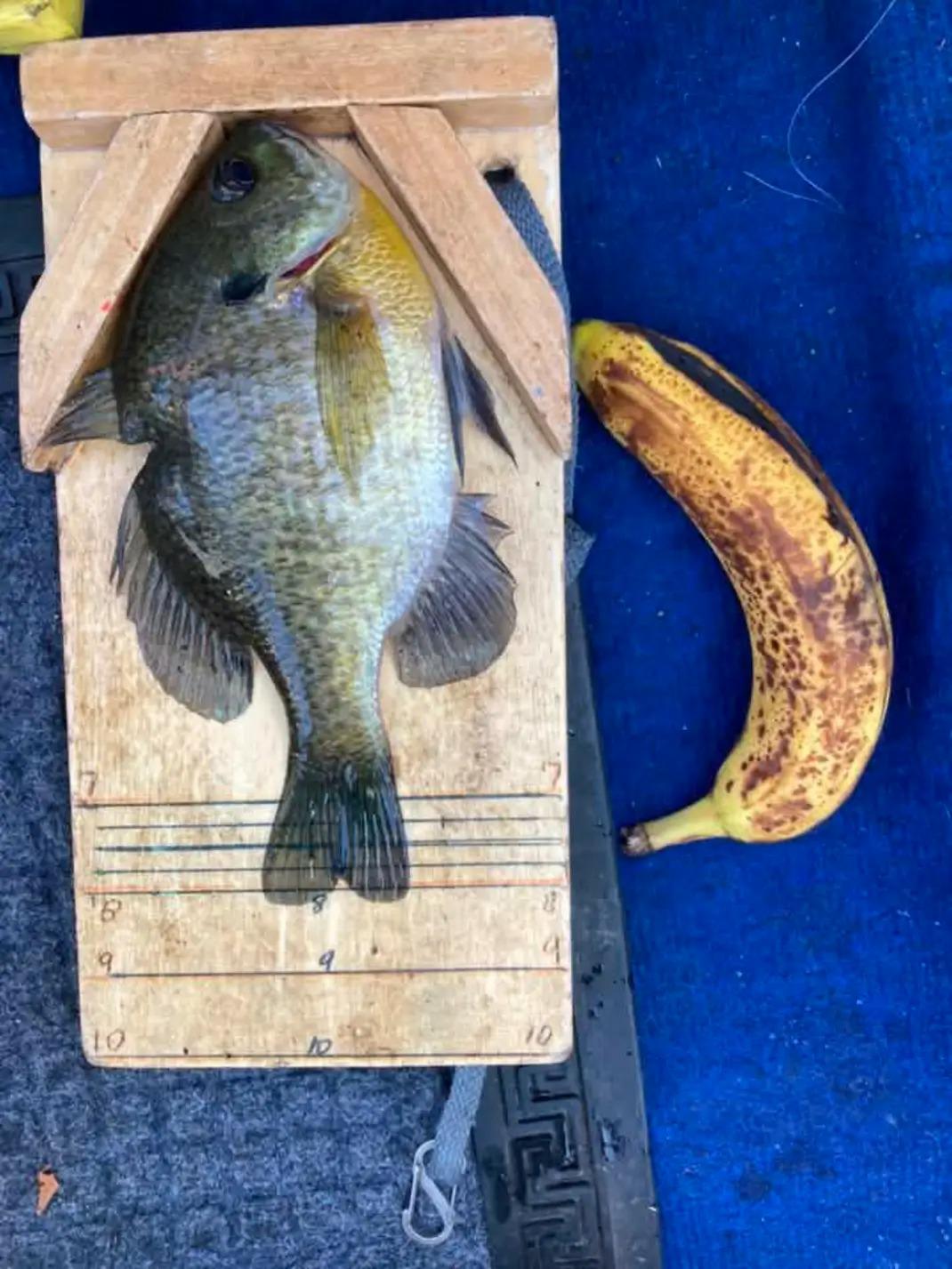 Bluegill on a handmade Big Cat measuring board with banana for scale